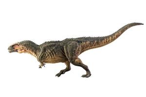 giganotosaurus, dinosauro su sfondo bianco. foto