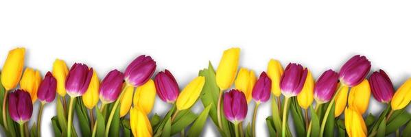 bellissimi tulipani. sfondo della natura primaverile per banner web e card design. foto