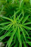foglie di cannabis verdi per scopi medicinali o culinari foto