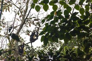 foglia, in via di estinzione, langur, mangiatore di foglie, scimmia, scimmie, srimangal, sylhet, bangladesh foto