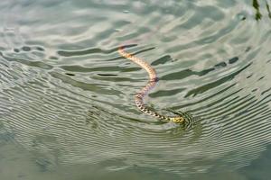 natrix natrix, non velenoso, nuotando nell'acqua, serpente dal collare, serpente dal collare, serpente d'acqua, serpente dal collare, serpente dal collare, serpente dal collare, serpente d'acqua, non velenoso foto