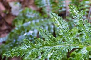 Verde, felce, polypodiopsida, leaf, sorus, sporangiumn, nella foresta, vascolare, pianta, closeup, foto