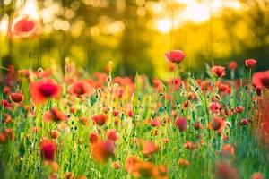 meraviglioso paesaggio al tramonto. campo di prato in fiore papaveri rossi. fiori selvatici nel campo della foresta di primavera. incredibile paesaggio naturale in estate. vista soleggiata della natura pacifica sulla luce sfocata del bokeh foto