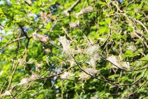 ragnatela sui rami degli alberi fatta di falena ciliegia di uccello foto