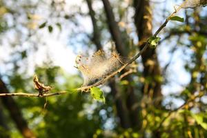 ragnatela sui rami degli alberi fatta di falena ciliegia di uccello foto