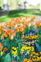 bellissimi fiori da giardino. tulipani luminosi che fioriscono nel parco primaverile. paesaggio urbano con piante decorative. foto