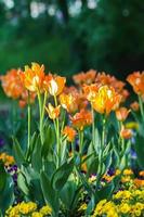 bellissimi fiori da giardino. tulipani luminosi che fioriscono nel parco primaverile. paesaggio urbano con piante decorative.