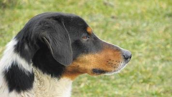 ritratto di un cagnolino. foto ravvicinata di un cane