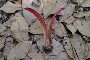 gurjan, keruing, seme yang naa su sfondo foglia secca, nome scientifico dipterocarpus alatus roxb foto