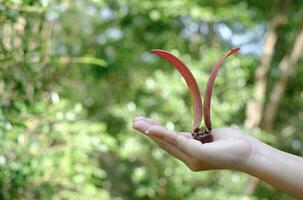 mano che tiene il frutto di alatus sullo sfondo sfocato verde, nome scientifico, dipterocarpus alatus roxb, gurjan, yang foto