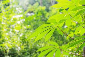 foglie verdi alberi di manioca nel giardino foto