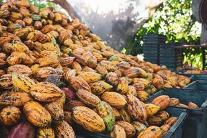 tante cialde di cacao fresche in una fabbrica di cacao. foto