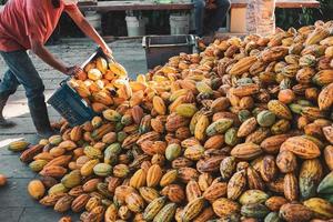 i coltivatori di cacao stanno raccogliendo prodotti freschi di cacao. foto