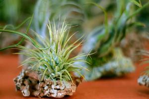 primo piano di tillandsia ionantha sulla superficie della roccia. bromelie. foto