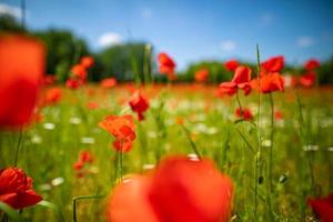 bellissimo campo di papaveri rossi nella luce del tramonto. primo piano di fiori di papavero rosso nel campo di prato. bellissimo paesaggio naturale. romantici fiori rossi. foto