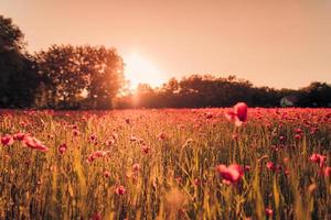 splendido paesaggio di campo di papaveri sotto la luce del sole estivo e un cielo luminoso. natura idilliaca scenico, colorato sfondo naturale floreale in fiore foto