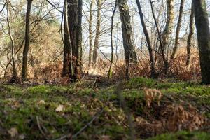 foresta invernale con muschio verde e foglie marroni cadute foto