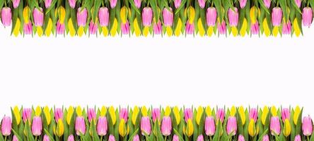 bordo di fiori di tulipano rosa e giallo isolato su sfondo bianco foto