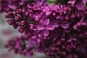 un mazzo di lillà. avvicinamento. bellissimi fiori viola. biglietto d'auguri. fiori di primavera. foto