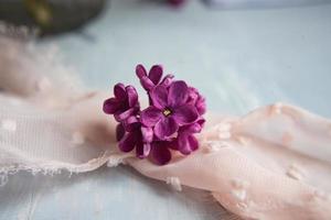 fiori viola lilla su una piuma di struzzo bianca. una fortuna lilla - fiore a cinque petali tra i fiori a quattro punte di syringa lilla rosa brillante la magia dei fiori lilla a cinque petali. foto