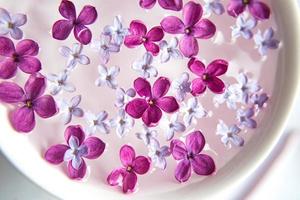 fiore lilla a cinque punte tra fiori lilla in una tazza con acqua. ramo lilla con fiore a 5 petali.