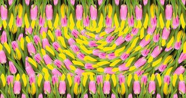 sfondo di fiori di tulipano rosa e giallo. disteso. sfondo di san valentino e festa della mamma. foto