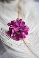 fiori viola lilla su una piuma di struzzo bianca. una fortuna lilla - fiore a cinque petali tra i fiori a quattro punte di syringa lilla rosa brillante la magia dei fiori lilla a cinque petali. modello foto