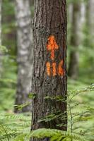 tronco d'albero di pino unico con un segno dipinto di rosso foto