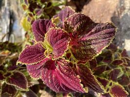 foglie rosse e gialle della pianta del coleus nel giardino foto