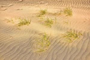 piante nel deserto foto