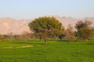 fresca foresta montuosa di conifere dell'idaho dopo la pioggia prima del tramonto foto