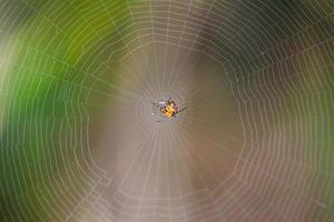 ragno sullo sfondo della natura web foto
