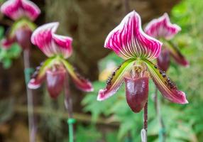 bellissimi fiori di orchidea paphiopedilum