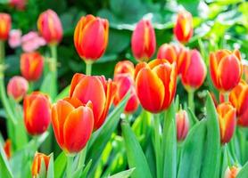 gruppo di tulipani rossi nel parco