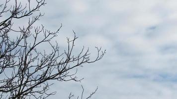 lo sfondo dei rami degli alberi e del cielo foto