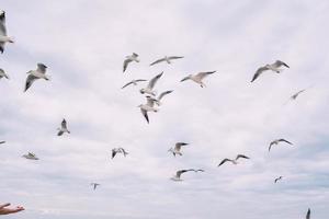 alimentazione manuale dei gabbiani che volano nel nuvoloso cielo autunnale foto