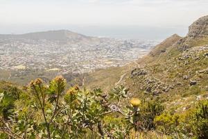 vista dietro i cespugli nel deserto di Table Mountain Cape Town. foto