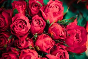bouquet di fiori di rose rosse naturali fresche - primo piano sfondo rosa fiori amore romantico concetto di giorno di San Valentino foto