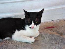 il gatto ha un colore bianco e nero nel mezzo. foto