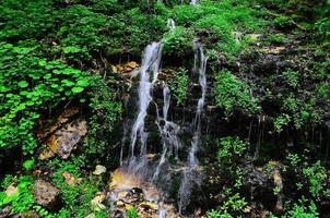 delicata cascata nella foresta foto