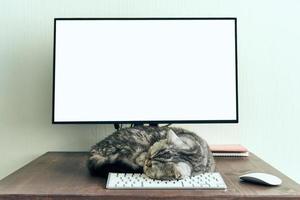 mantieni la calma e resta a casa. il gatto lanuginoso dorme sul desktop accanto al computer. foto