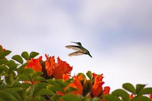 uccello, natura, fiore foto