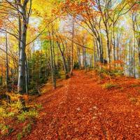 strada forestale in autunno. paesaggio. Ucraina. Europa foto