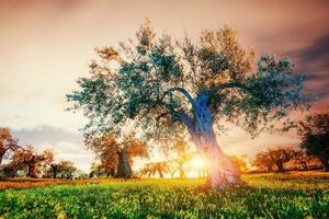 fantastica vista sul giardino e il cielo stellato foto