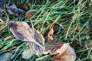 foglie d'autunno ghiacciate sull'erba verde, foto