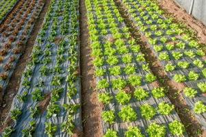 coltivazione biologica di ortaggi in serra foto