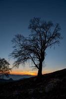 tramonto con albero foto