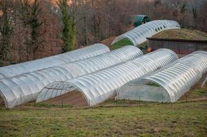 coltivazione biologica di ortaggi in serra foto