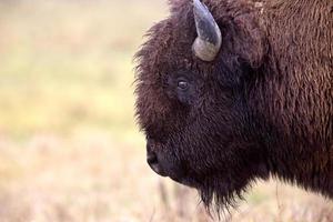 primo piano bisonte bufalo canada foto