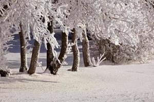 una gelida giornata di campagna foto